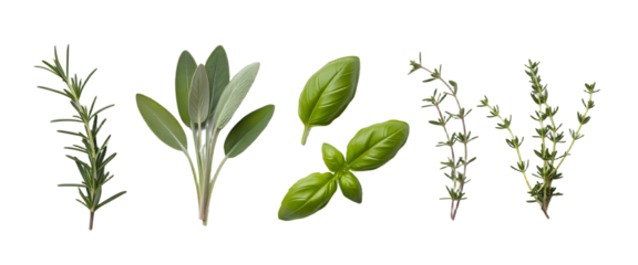 fresh mediterranean herbs isolated over a transparent background rosemary, sage, basil and thyme, farm fresh food and healthy diet herbal design elements, PNG 