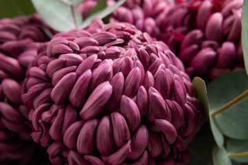 Close-up of burgundy chrysanthemums with eucalyptus sprigs. Macro photography of autumn bouquet, floral background, wallpaper. Abstract nature texture. Card for March 8th, Mother's Day, wedding