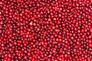 Close-up view of fresh bright red cranberries tightly filling the entire frame.