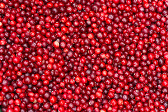 Close-up view of fresh bright red cranberries tightly filling the entire frame. - Powered by Adobe