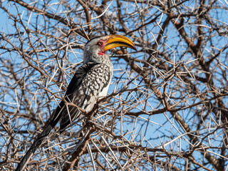 Naklejka premium Gelbschnabeltoko