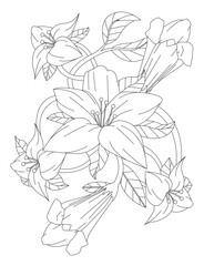 Obraz premium Lily Flowers Line Art Drawing