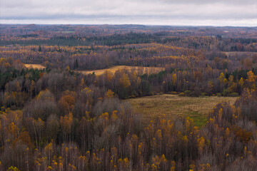 Autumn landscape with colorful yellow and orange trees surrounding a wide meadow at the forest edge.
