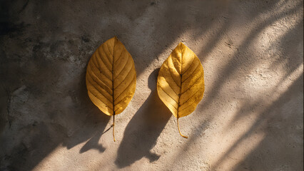 A pair of yellow leaves on warm-toned concrete casting soft overlapping shadows in golden-hour light