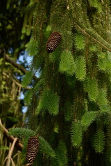 Close-up of fluffy green spruce branches with cones