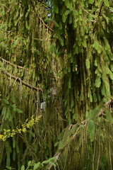 A large fluffy green old beautiful spruce tree close-up