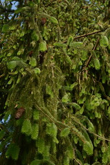 Close-up of a green tall forest spruce