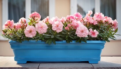 Fototapeta premium Pink Flowers In Blue Planter