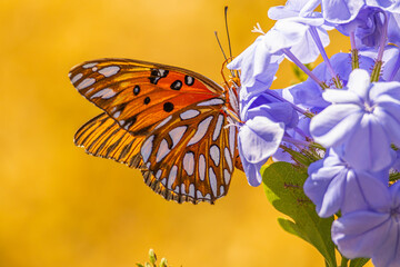 Gulf Fritillary butterfly feeding on a flower © Tracy