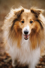 Close up portrait of shetland sheepdog outdoors