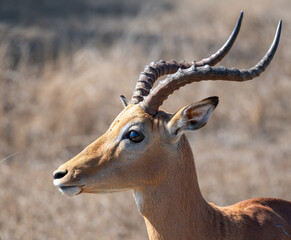 Obraz premium Impala