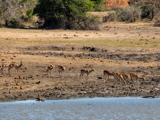 Obraz premium Impala