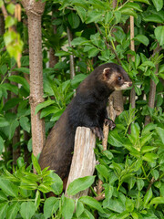 Polecat Looking Out From a Tree