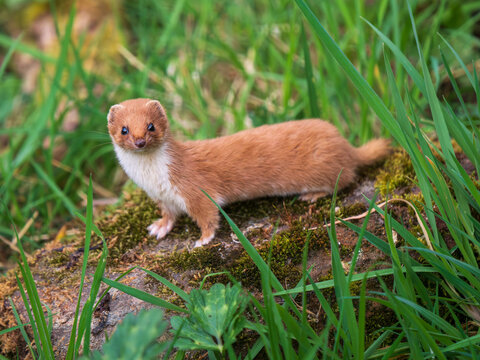 A Weasel Standing on a Log