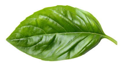 A single vibrant green basil leaf with distinct veins isolated against a black background space