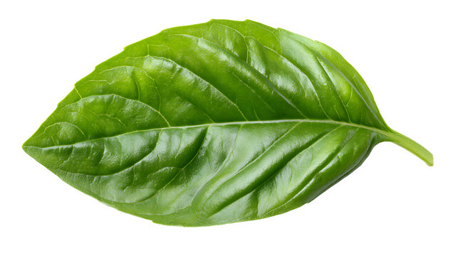 A single vibrant green basil leaf with distinct veins isolated against a black background space