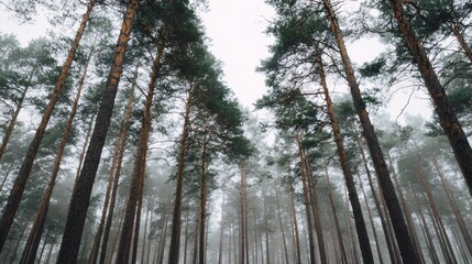 Misty forest dawn, Silhouetted trees under morning haze, Morning fog weaves through ancient pine woods, Ethereal dawn scene with mist weaving among towering trees