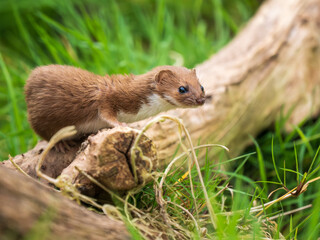 A Weasel Standing on a Log