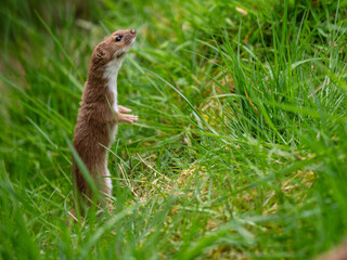 Close up of a Weasel in Grass