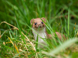 Close up of a Weasel in Grass