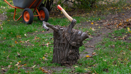Axe with a Red-Tipped Handle Stuck in a Gnarly Old Tree Stump in the Garden or Yard with a Wheelbarrow in the Background