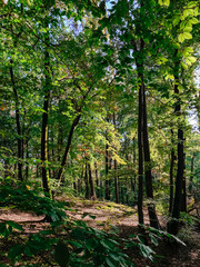 Lush green forest landscape with tall trees, dappled sunlight filtering through leaves, creating a serene and tranquil atmosphere in nature's embrace
