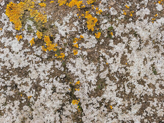 Textured surface of a weathered stone wall adorned with vibrant yellow lichen and patches of green...