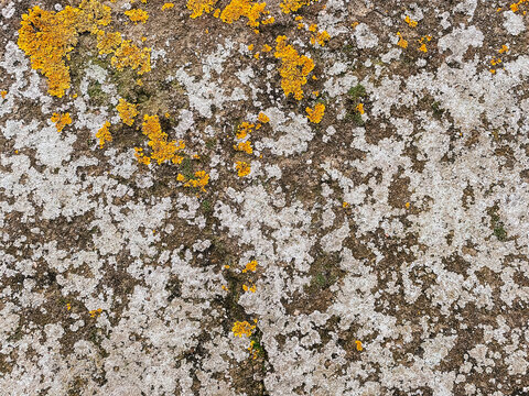 Textured surface of a weathered stone wall adorned with vibrant yellow lichen and patches of green moss, showcasing natural beauty and organic patterns in a rustic environment - Powered by Adobe