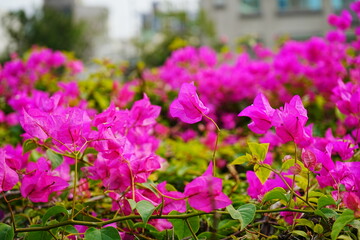 Obraz premium Vivid Pink Bougainvillea - ピンク色 ブーゲンビリア