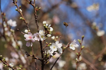 Winter Cherry Blossoms and Honeybees