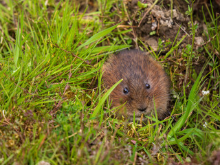Close up of a Water Vole Looking Out a Barrow