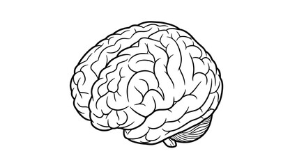 Detailed Human Brain Illustration for Medical and Educational Content.