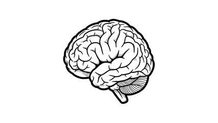 Detailed Brain Illustration - Anatomy and Structure.