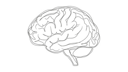Detailed Line Drawing of the Human Brain.