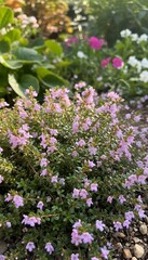Obraz premium Close-up of delicate pink flowers with green foliage in a garden