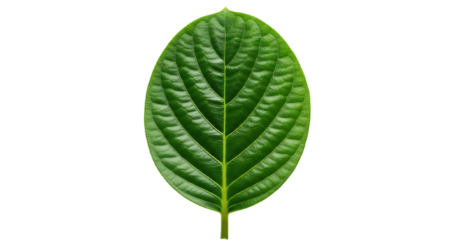 Single green leaf isolated on transparent background - Powered by Adobe