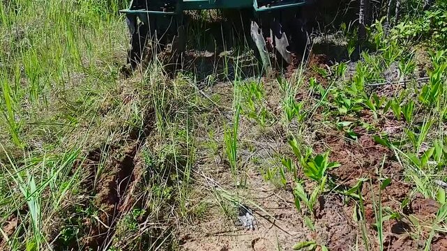 The cultivator loosens the soil around the pine seedlings