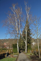 kleine birkengruppe im sonnenlicht