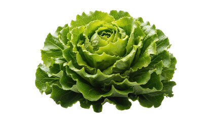 Obraz premium Fresh green lettuce head with water drops