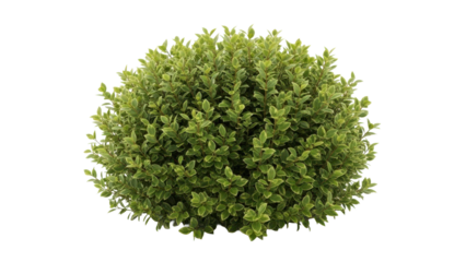 Round green variegated shrub isolated on black background