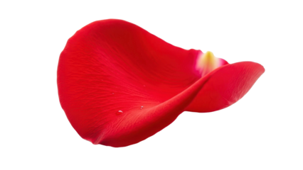 Single Red Rose Petal with Water Droplets