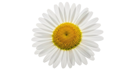 Single white daisy flower isolated on black background