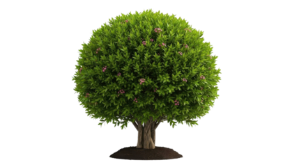 Lush green spherical tree with small pink blossoms
