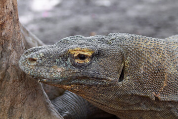 Fototapeta premium Komodo dragon resting on the ground, showing its massive size, rough scaly skin, and prehistoric look, found in Komodo Island, Rinca, Flores, and surrounding Indonesian habitats.