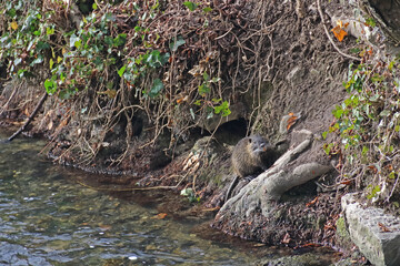 Nutria am Ufer des Baches