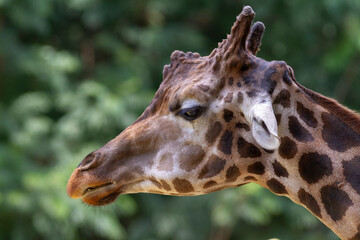 Close-up of a giraffe’s head showing detailed facial features, long eyelashes, and unique patterns, captured in natural light and a soft background.