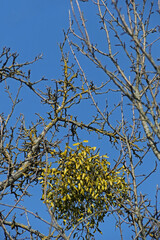 Misteln im Ge&auml;st von B&auml;umen