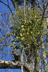 Misteln im Ge&auml;st von B&auml;umen