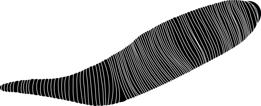 Black silhouette of leech isolated on white background