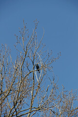 Kormoran im Ge&auml;st eines Baumes